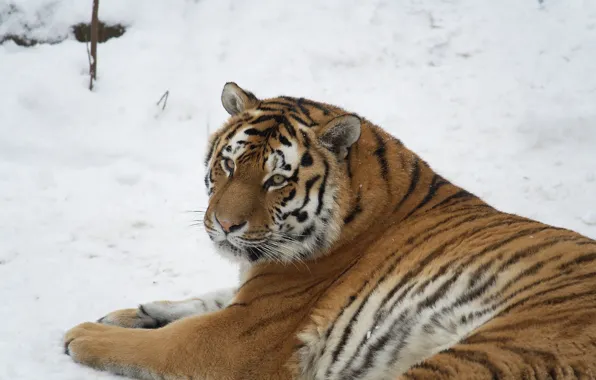 Взгляд, снег, отдых, Германия, Лейпцигский зоопарк (Zoologischer Garten Leipzig), Самка амурского тигра