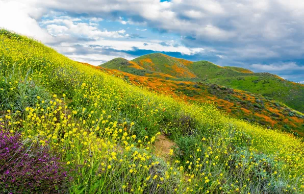 Небо, облака, цветы, горы, склон, Калифорния, США, Walker Canyon