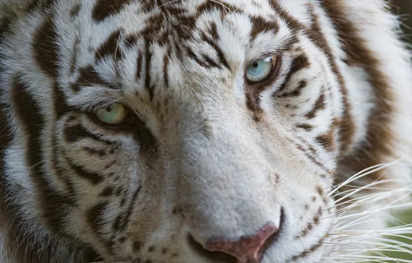 Картинка кошка, морда, голубые глаза, белый тигр, ©Tambako The Jaguar
