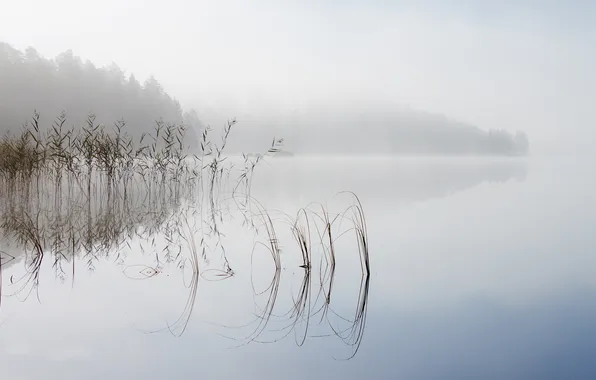 Природа, туман, озеро, утро