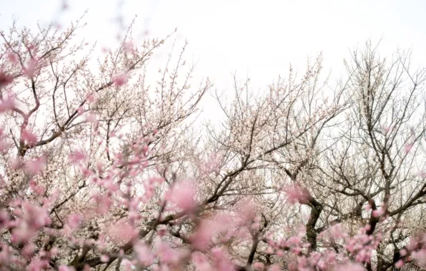 Картинка деревья, цветы, ветки, розовый, весна, сакура, цветение