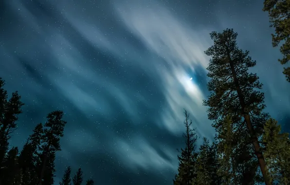 Картинка sky, trees, nature, night, stars