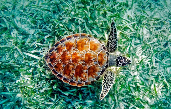 Море, водоросли, Гавайи, рептилия, зелёная черепаха