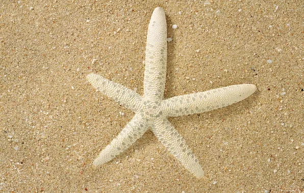 Песок, макро, поверхность, белая, морская звезда