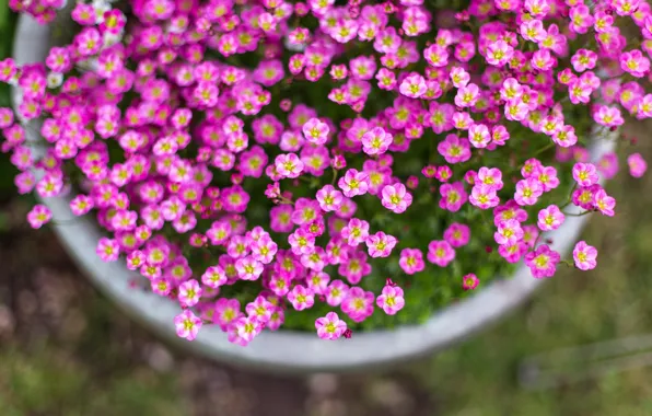 Цветы, природа, nature, flowers