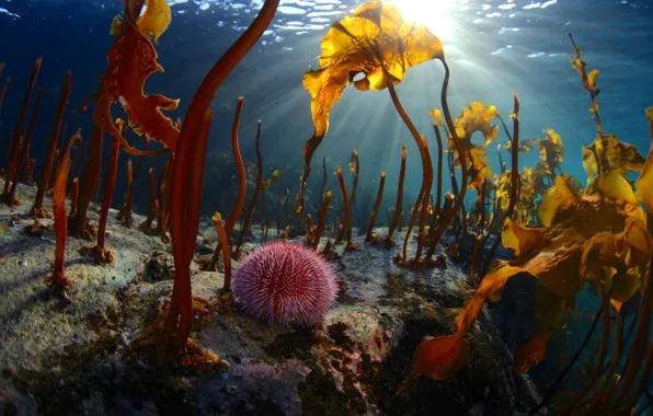 Картинка море, лучи, свет, водоросли, природа, дно, под водой, Баренцево море