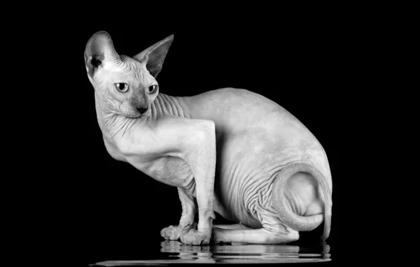 Кошка, кот, поза, черный фон, сидит, черно-белое фото, сфинкс