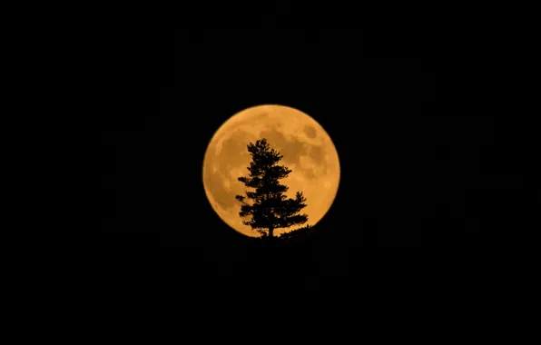 Картинка дерево, луна, спутник, силуэт, затмение, Moon