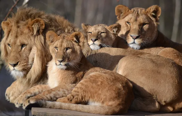 Лев, семья, львица, зоопарк, детеныши, большой кот, Сафари
