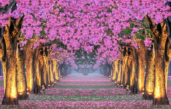 Картинка деревья, парк, весна, сакура, аллея, цветение, Корея, pink