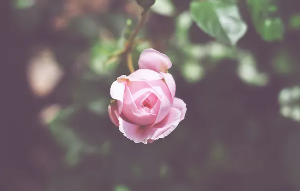 Картинка цветок, розовая, роза, лепестки, бутон