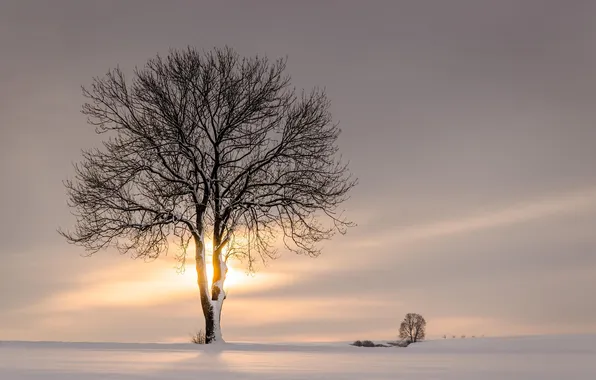 Зима, снег, природа, дерево