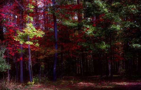 Картинка осень, лес, листья, цвета, деревья