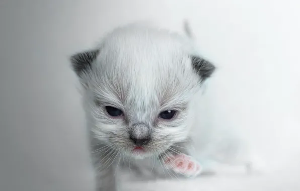 Кошка, поза, котенок, портрет, малыш, мордашка, светлый фон, лапка
