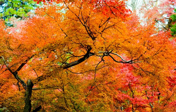 Картинка осень, лес, листья, деревья, парк, colorful, forest, landscape