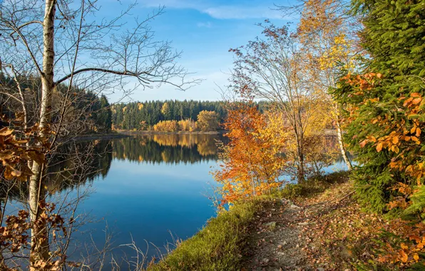 Картинка осень, лес, озеро, листва