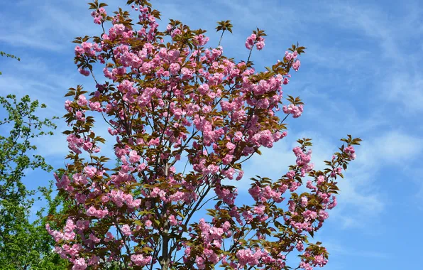 Картинка Весна, Spring, Цветение, Flowering