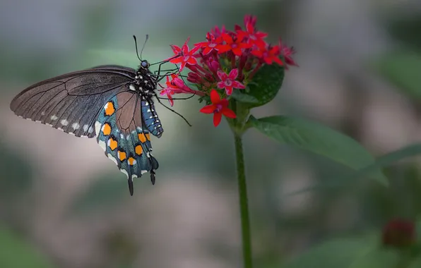 Цветок, бабочка, растение, крылья, насекомое, мотылек