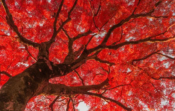 Картинка листья, парк, дерево, Китай, красные