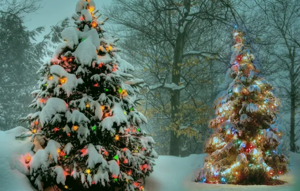 Картинка зима, парк, елка, гирлянда