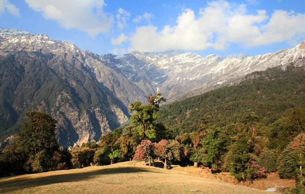 Лес, трава, горы, природа, поход, чистый, Гималаи, Mountine