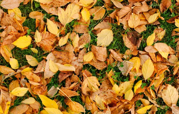 Картинка осень, трава, листья, фон, желтые, colorful, лужайка, yellow