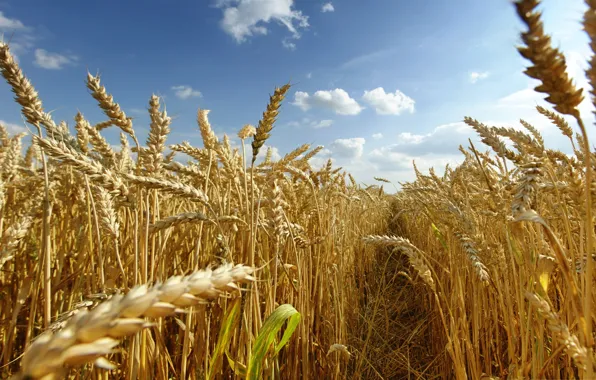 Картинка пшеница, поле, небо, урожай