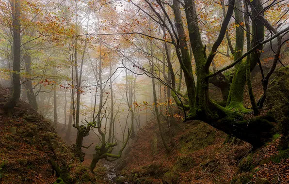 Осень, лес, деревья, туман, овраг, Испания, Страна Басков