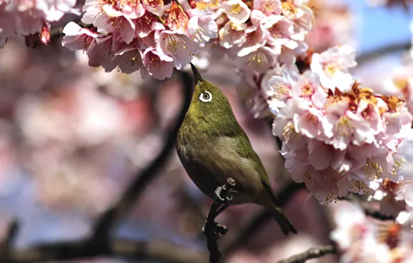 Картинка цветы, птица, ветка, весна, сакура, белоглазка, белый глаз, white-eye