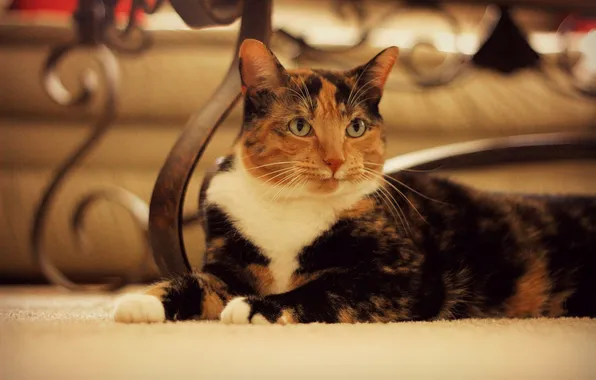 Картинка кошка, взгляд, лежит, трехцветная, пятнистая