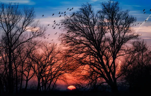 Картинка небо, деревья, птицы, Солнце, силуэт, зарево