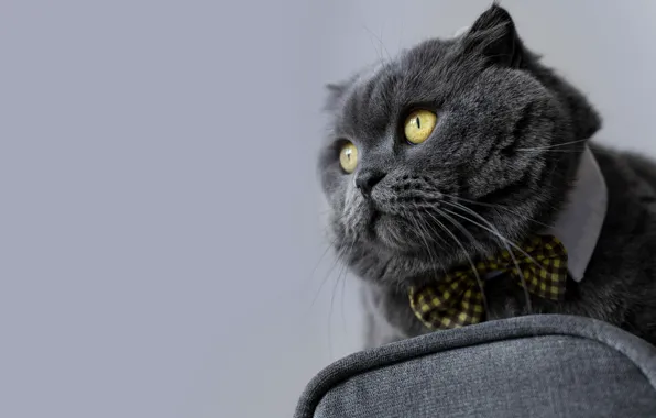 Кошка, кот, взгляд, серый, фон, портрет, стул, британский