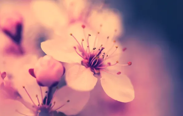 Цветок, макро, вишня, розовый, весна, сакура, цветение