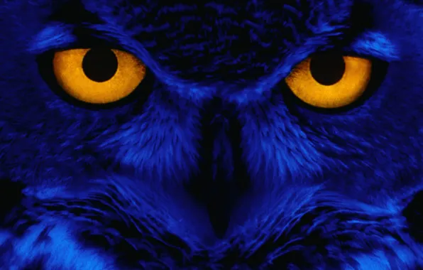 Картинка глаза, взгляд, синий, сова, птица, Yellow, Eyes, Owl