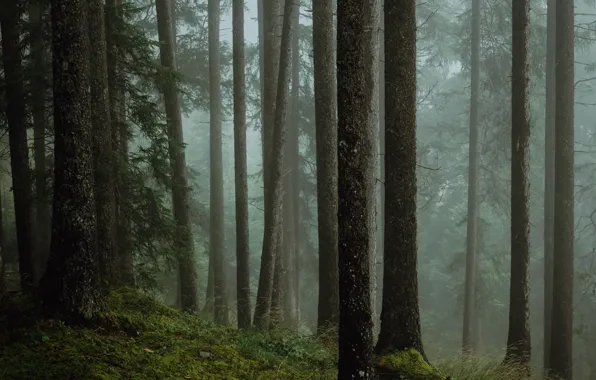 Лес, деревья, природа, туман, Австрия, Austria