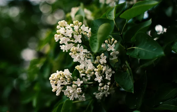 Листья, цветы, белая, цветение, сирень