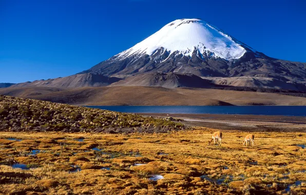 Картинка снег, гора, вершина, Чили, Южная Америка, антилопы