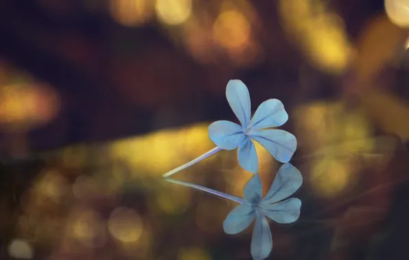 Картинка цветок, отражение, боке