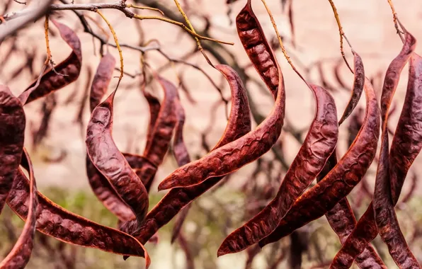 Dance, Fruits, Carob tree
