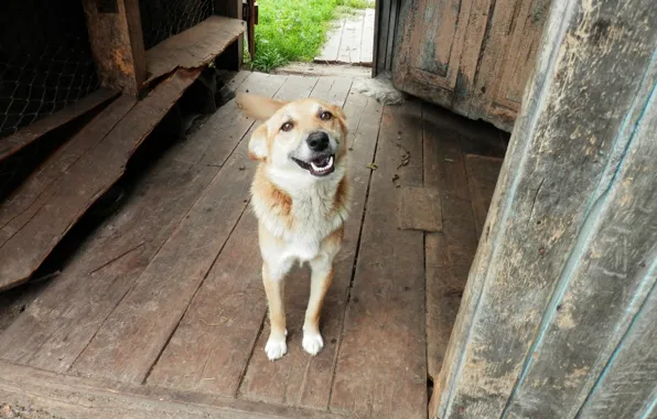 Улыбка, деревня, dog, пёс