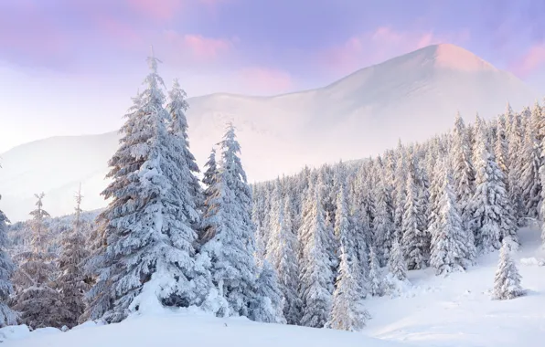 Картинка зима, лес, облака, снег, рассвет, ёлки