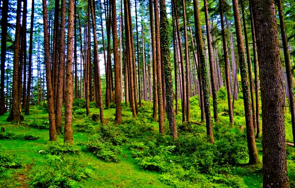 Картинка forest, trees, nature, needles