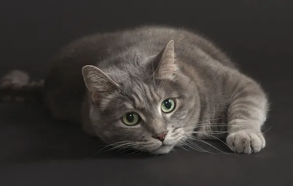 Картинка кошка, взгляд, серая, смотрит, серый фон