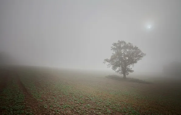 Картинка поле, туман, дерево