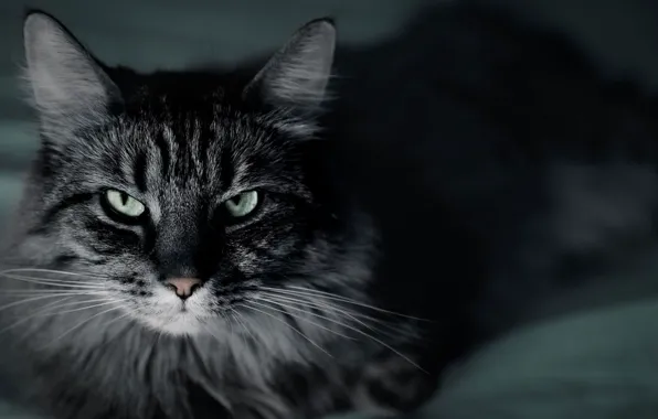 Кошка, шерсть, пушистая