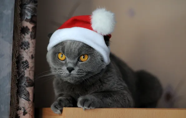 Кошка, кот, взгляд, серый, мебель, портрет, Рождество, Новый год
