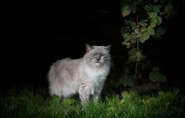 Зелень, кошка, трава, кот, листья, ночь, природа, поза