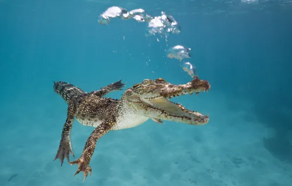 Картинка пузыри, Австралия, пасть, Крокодил, под водой, плывет