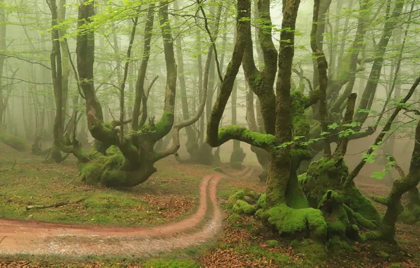Лес, деревья, природа, туман, тропинка, коряги