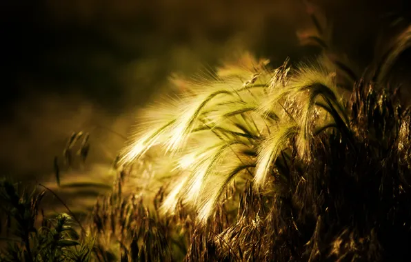 Картинка пшеница, солнце, фон, widescreen, обои, растение, рожь, колоски